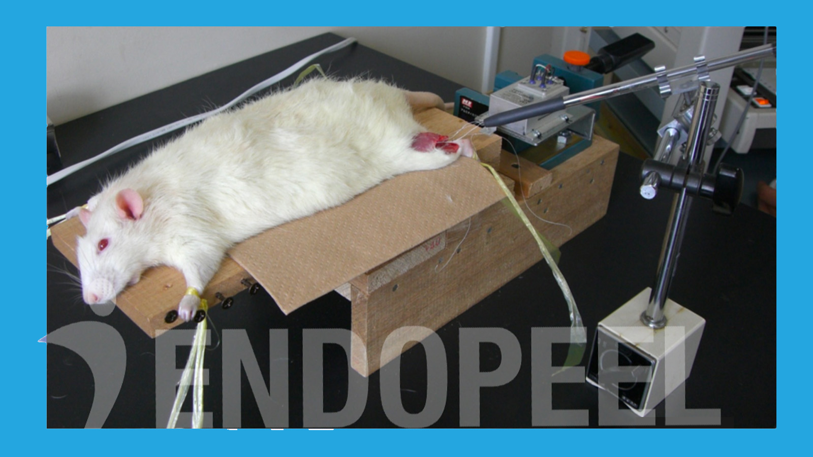 Experimental model used to evaluate myotension (intrinsic muscle tone) and functional muscle behavior following Endopeel® injection