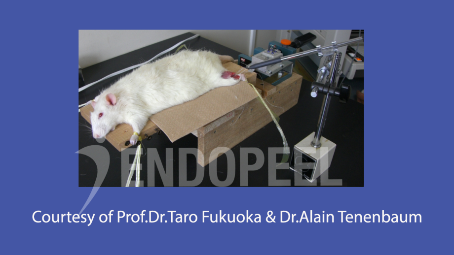Swiss Rat for Endopeel Study in Japan